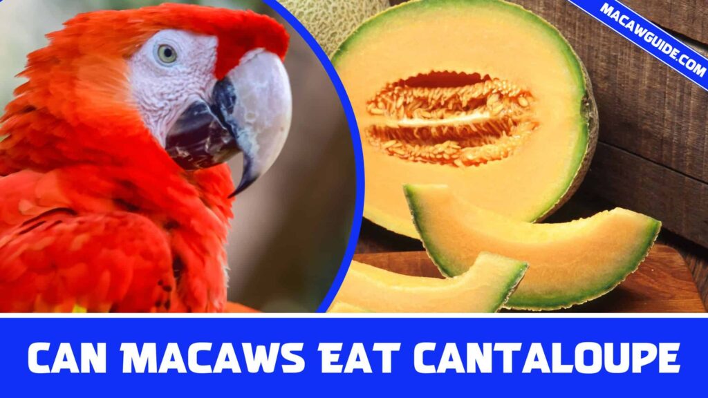 Can Macaws Eat Cantaloupe