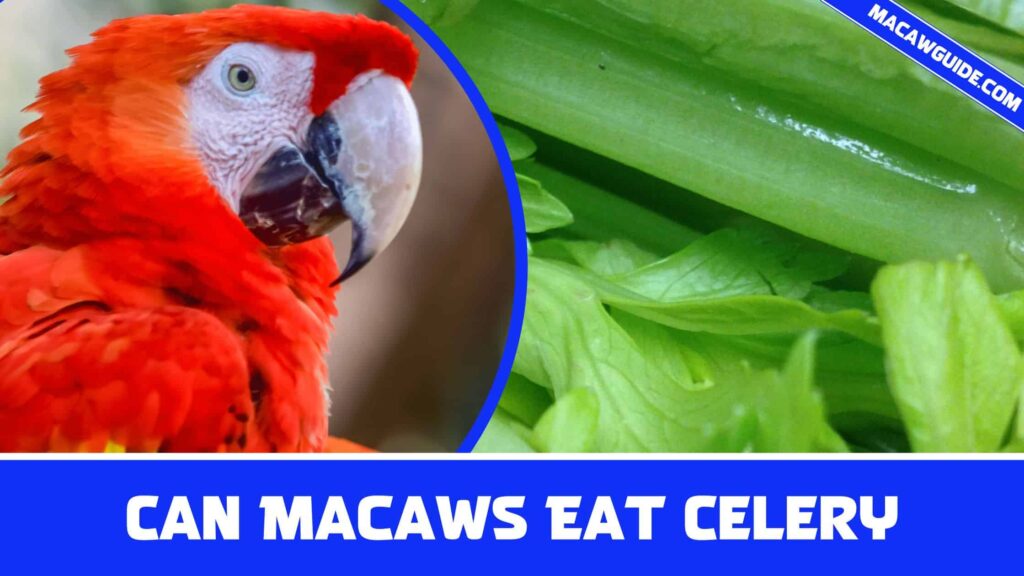 Can Macaws Eat Celery