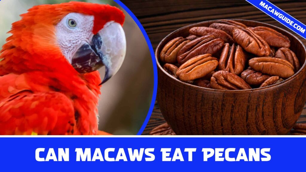 Can Macaws Eat Pecans