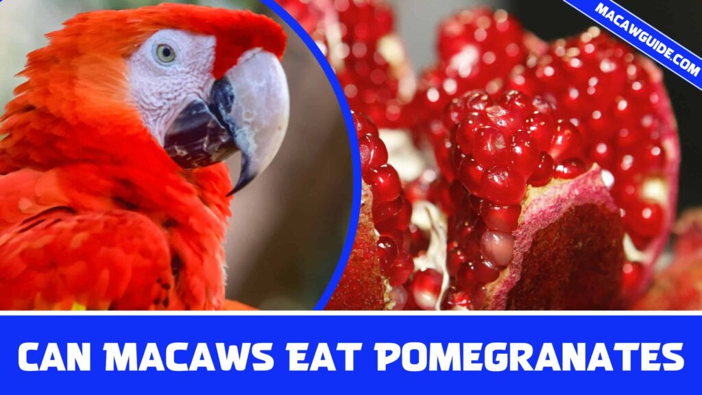 Can Macaws Eat Pomegranates