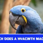 Hyacinth Macaw Cost