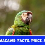 Severe Macaws