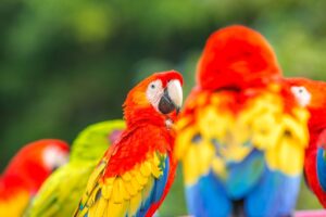 Two Macaw bird with neture