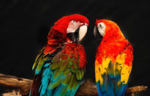 two macaw birds