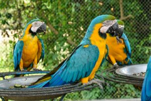three macaw photo