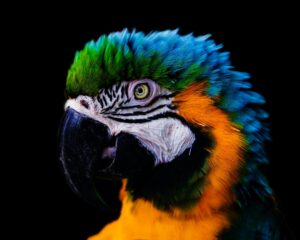 colourfull macaw