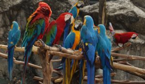 Many macaws gold and blue colors