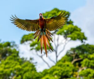 macaw with wings spread