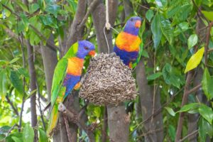 two macaw bird