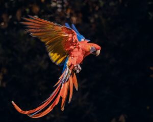 Read macaw flying