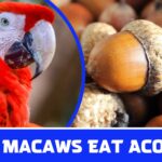 Can Macaws Eat Acorns