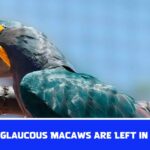 How Many Glaucous Macaws Are Left in The World