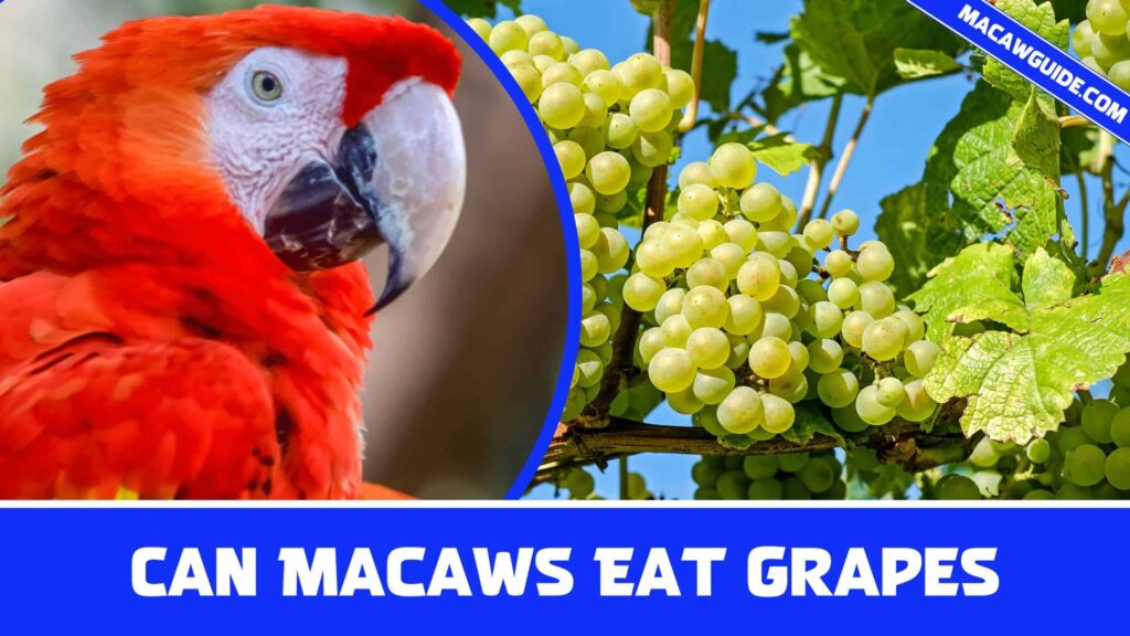 Can Macaws Eat Grapes