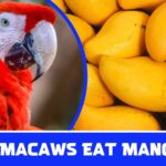 Can Macaws Eat Mangoes