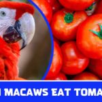 Can Macaws Eat Tomatoes